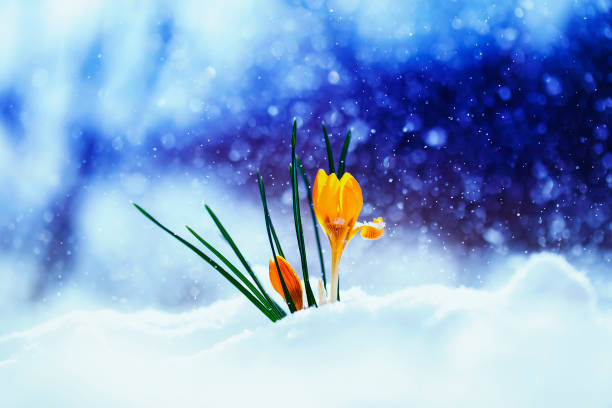 istock bright beautiful spring flower snowdrop Crocus breaks through the snow a holiday on a brilliant background 927990300