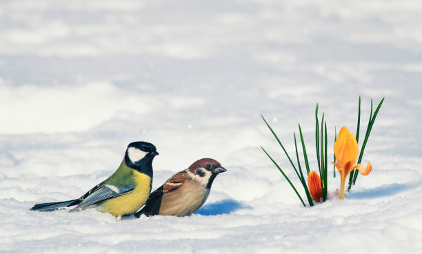 istock postcard two birds, Sparrow and tit near bright beautiful spring flower snowdrop Crocus breaks through the snow on a festive background 927990332