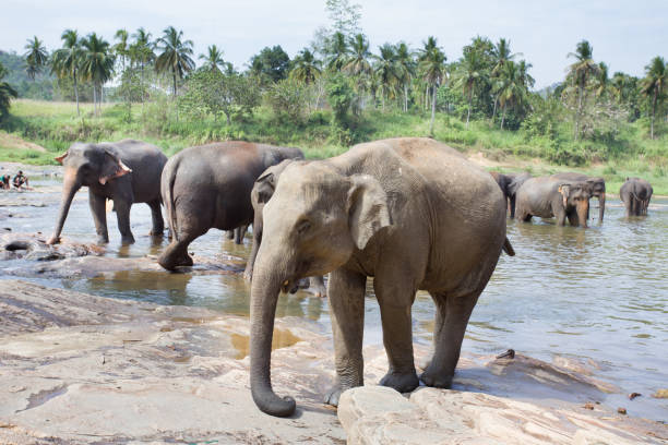 istock Elephant orphanage Pinnawala in Sri Lanka 927990618