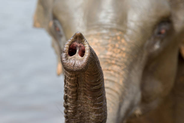 코끼리의 트렁크의 클로즈업 - animal close up elephant animal eye 뉴스 사진 이미지