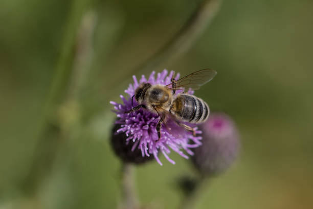 istock Bumblebee on purple flower 927990760