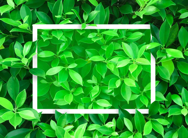 istock Top view of Creative layout made leaves with paper card note. Concept Nature idea background, Flat lay and copy paste 927990886