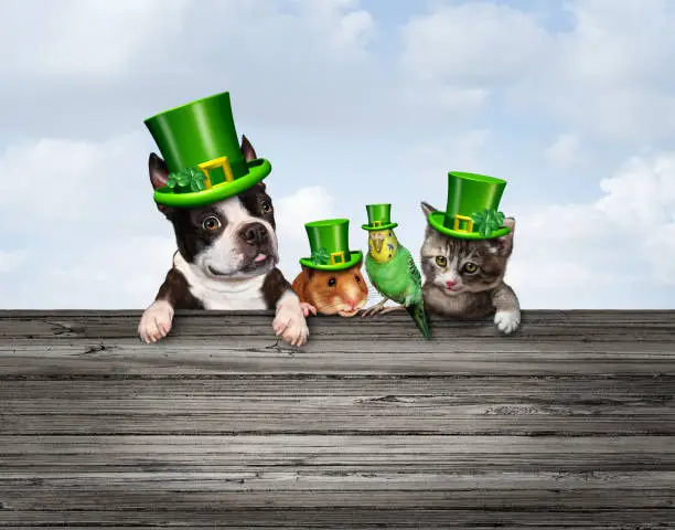 St Patricks or happy saint patrick day pet celebration sign as a March traditional green shamrock decorated pets with 3D illustration elements.