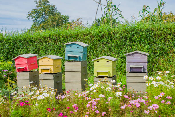 Row of wooden beehives for bees Row of wooden beehives for bees in the field beehive photos stock pictures, royalty-free photos & images