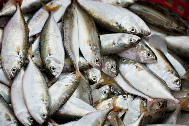 istock fresh mackerel fish for sell in market 927994052