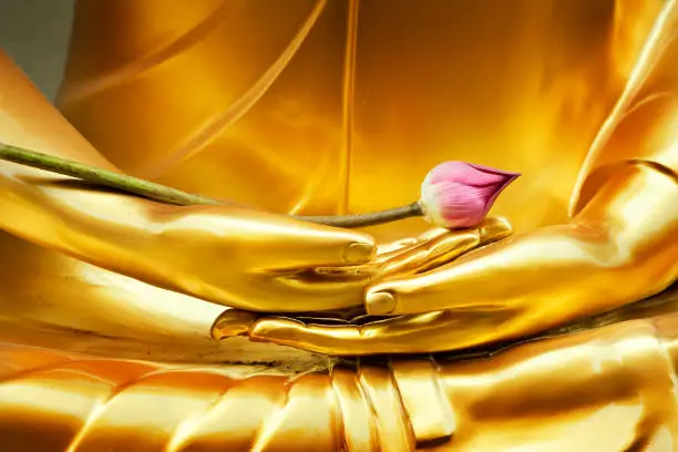 Photo of Lotus in hand image of buddha