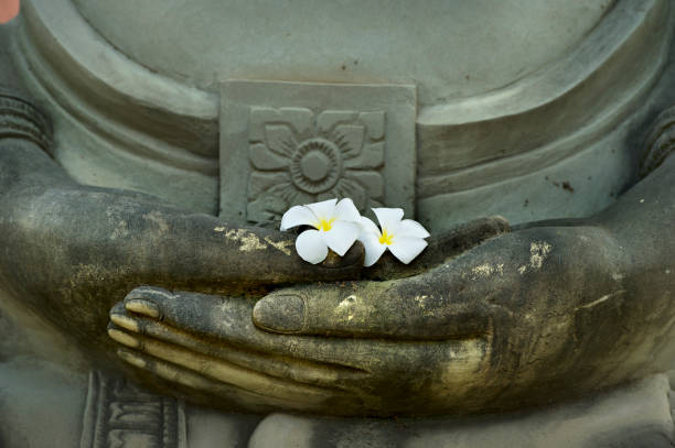 istock White Plumeria put on old buddha hand. 927994642