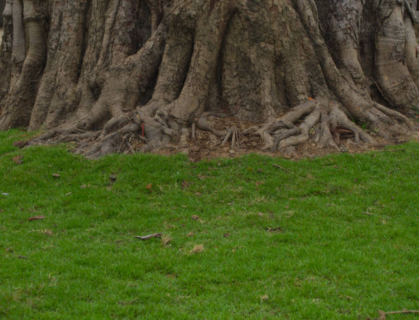 istock Trunk of a large tree on the green grass in the park 928002012