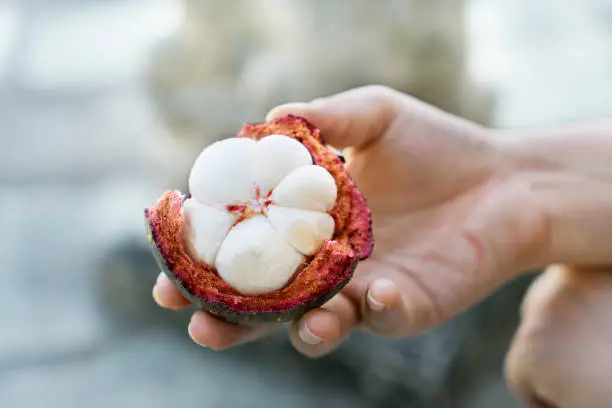 fresh mangosteen is peeling with the hand. It is delicious fruits. Many people call it the queen of the fruits. Mangosteen is good nutrition.