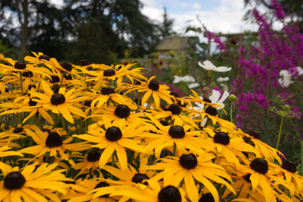 istock Vivid yellow Rudbeckia flowers 928006488