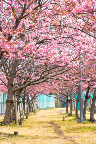 istock Kawazu cherry tree in February, Japan 928006680