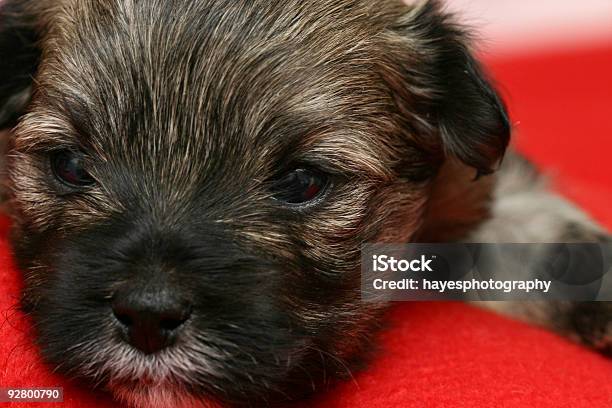 Augen Geöffnet Stockfoto und mehr Bilder von Adoption eines Haustiers - Adoption eines Haustiers, Braun, Extreme Nahaufnahme