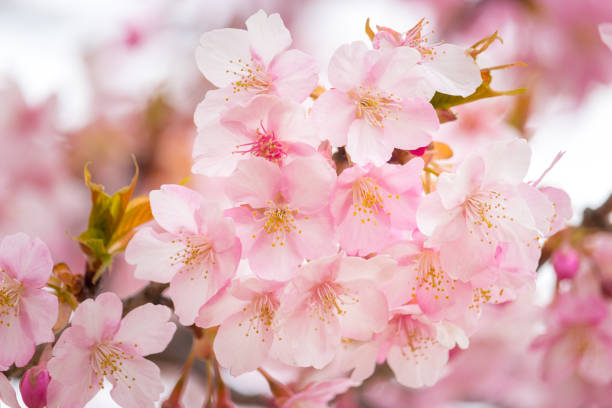 istock Kawazu cherry tree in February, Japan 928009036