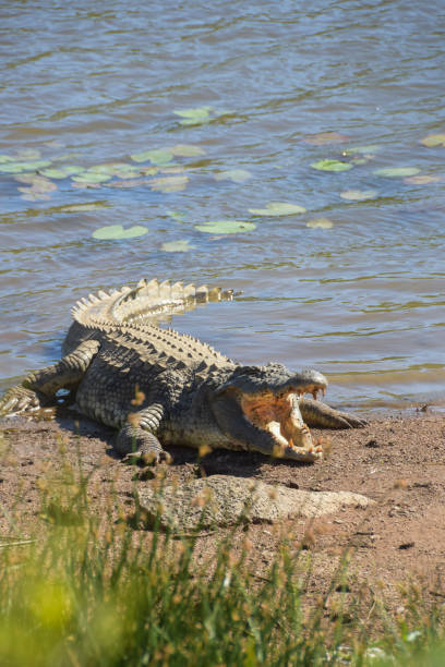one crocodile resting hot midday in pilanesberg park, crocodile soaking up the heat from the sun crocodile photos stock pictures, royalty-free photos & images