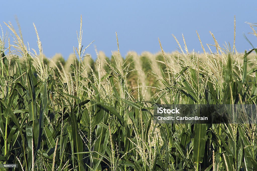 Nebraska mais - Foto stock royalty-free di Agricoltura