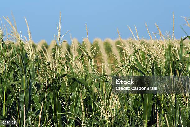 Nebraska Milho - Fotografias de stock e mais imagens de Agricultura - Agricultura, Nebrasca, Ao Ar Livre