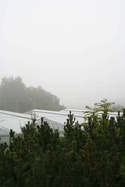Brouillard - Photo