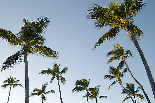 tops of palm trees against sky stock photo