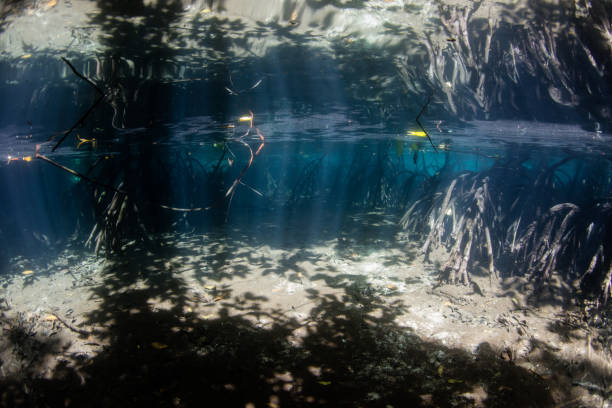istock Sunlight and Shadows in Blue Water Mangrove 928012952