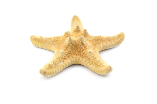 istock Dry starfish on a white background. Close up. 928013368