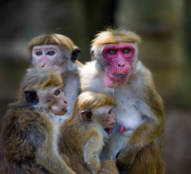 Portrait of cute monkey family (Macaca Sinica), mother with red face and three baby animals