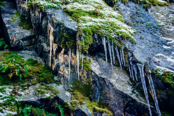 rock covered with moss and icicles