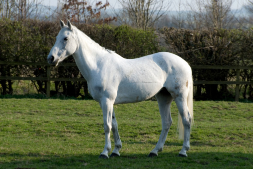 Stunning white horse in the  sun.