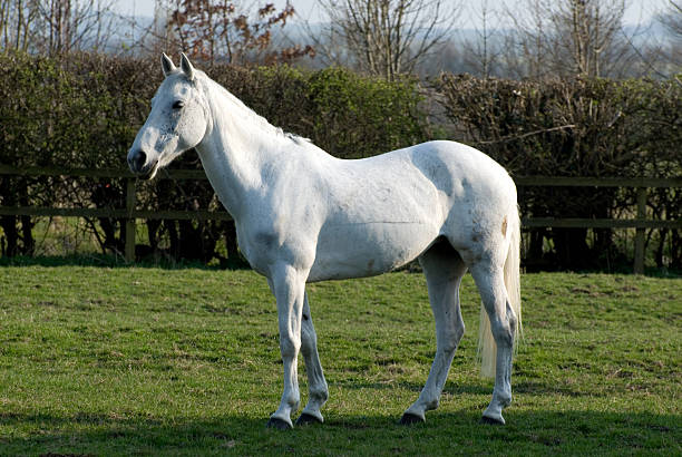 White mare horse Stunning white horse in the  sun. white horse stock pictures, royalty-free photos & images