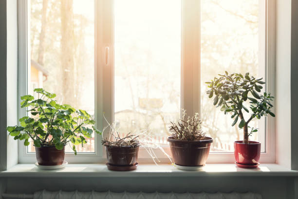 istock indoor plants in pots on sunny window sill 928017026