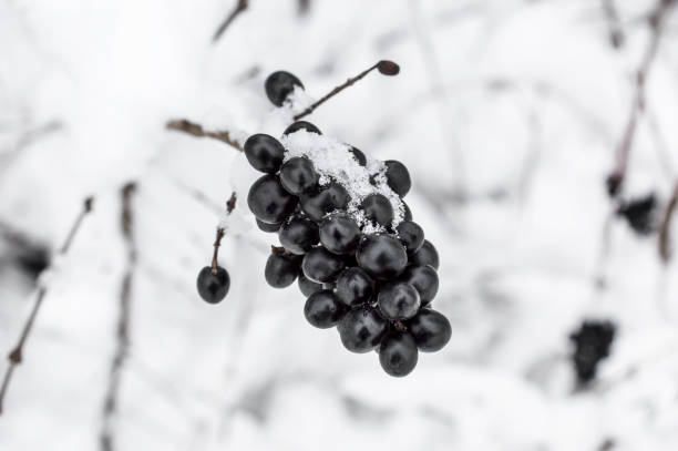 istock Black berries under snow in winter. Natural background. 928017486