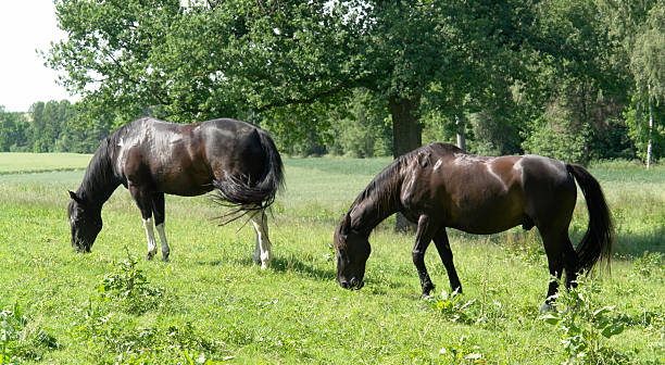 two dark horses in rural ambiance