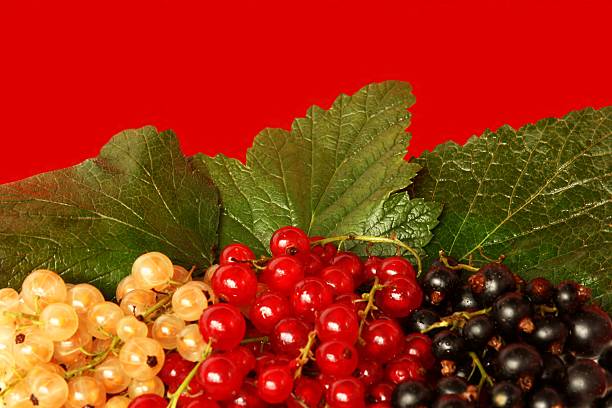 colori di corrente - clipping path harvesting freshness obsessive foto e immagini stock