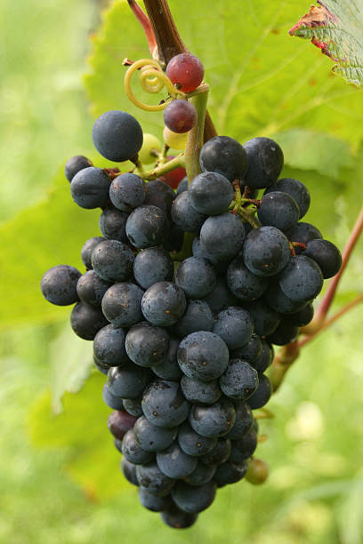 Niebieski winogron – zdjęcie