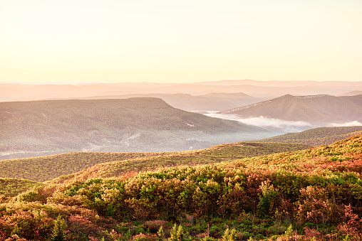 Morning pink warm yellow sunrise with sky and golden orange autumn foliage in Dolly Sods, Bear Rocks, West Virginia with overlook of mountain valley, fog, mist