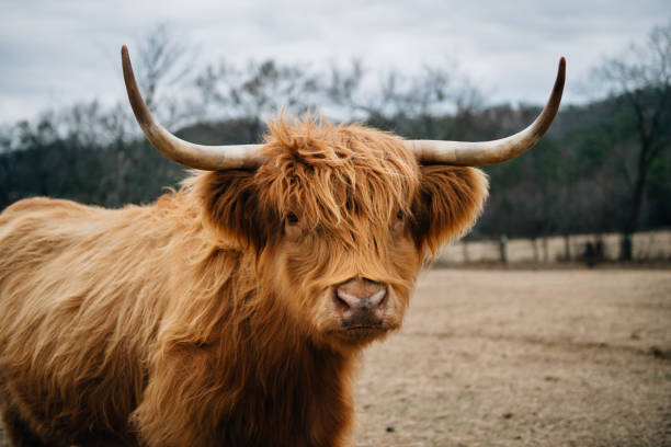istock Scottish Highland Cow 928021222