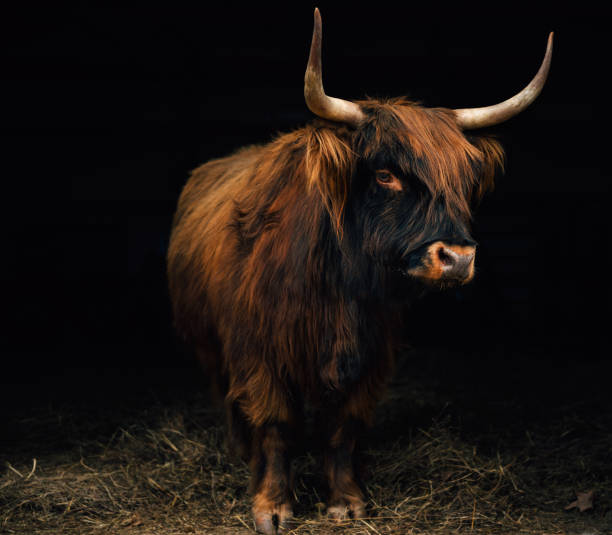 istock Scottish Highland Cow 928021262