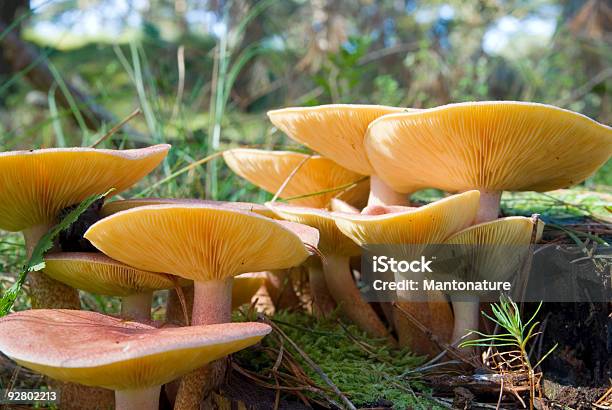 Photo libre de droit de Champignon Des Bois Tricholomopsis Rutilans banque d'images et plus d'images libres de droit de Aiguille - Partie d'une plante - Aiguille - Partie d'une plante, Arbre, Automne