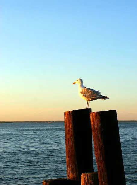 Photo of Seagull on Wooden Post