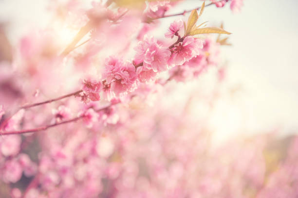 istock Close up Cherry Blossom or Sakura flower on nature background, Spring. 928024504