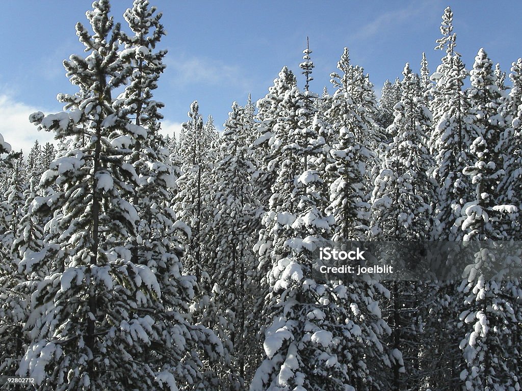 El país de las maravillas de invierno - Foto de stock de Agua helada libre de derechos