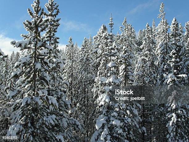 El País De Las Maravillas De Invierno Foto de stock y más banco de imágenes de Agua helada - Agua helada, Aguja - Parte de planta, Aire libre