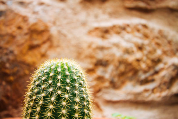 Macro close-up of cactus with stone wall background