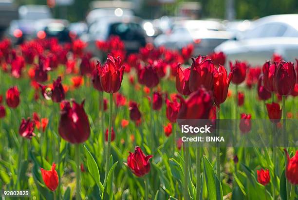 Foto de Symbiosis e mais fotos de stock de Alto contraste - Alto contraste, Azul, Canteiro de Flores