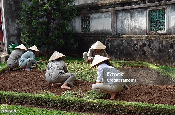 Vietnamita Gardener - Fotografias de stock e mais imagens de Adulto - Adulto, Agricultor, Ao Ar Livre