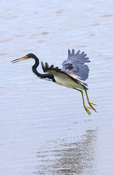 istock tri-color heron fly fishing 92803004