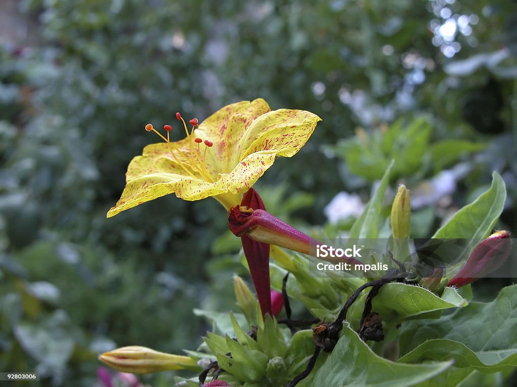 Flores de jasmim - Foto de stock de Amarelo royalty-free