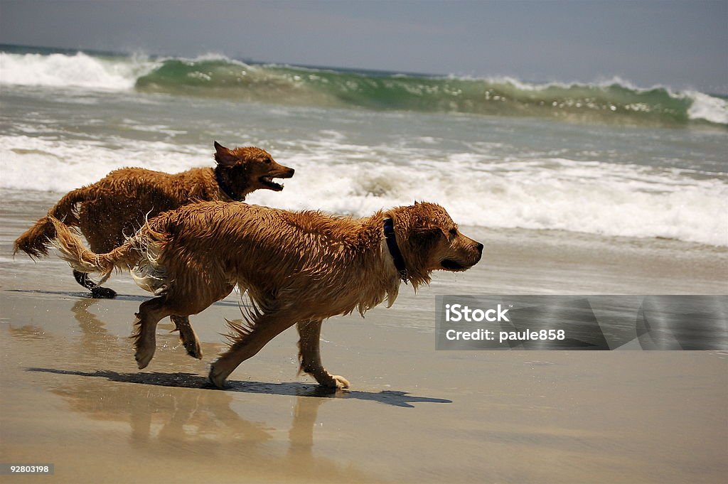 Golden Retriever ausgeführt - Lizenzfrei Glücklichsein Stock-Foto