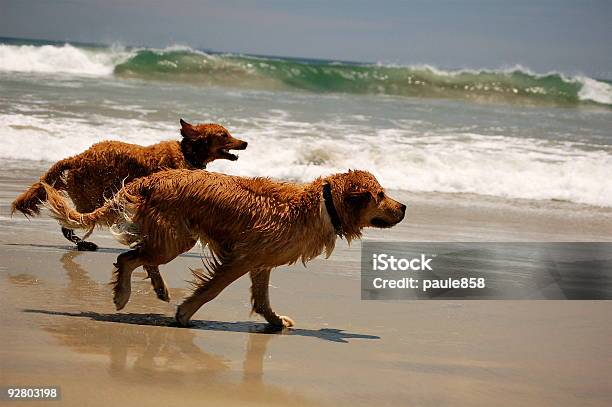 Golden Retriever Ausgeführt Stockfoto und mehr Bilder von Glücklichsein - Glücklichsein, Niemand, Retriever