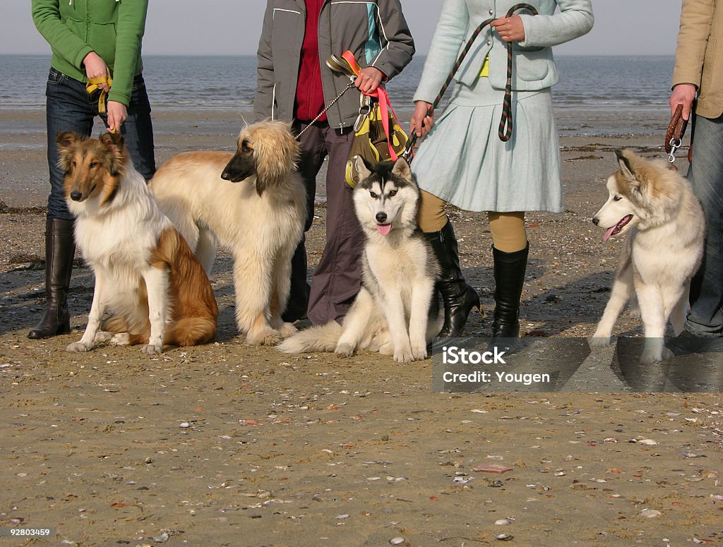 Cztery-footed znajomych - Zbiór zdjęć royalty-free (Collie)