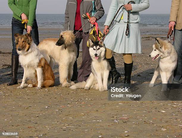 Czteryfooted Znajomych - zdjęcia stockowe i więcej obrazów Collie - Collie, Cztery osoby, Cztery przedmioty